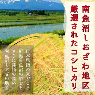 新米米 令和7年コシヒカリ 新潟県南魚沼産 魚沼産コシヒカリ 30kg 白米玄米 魚沼産お米 30キロ 令和7年産 新潟県産コシヒカリ こしひかり 新潟県魚沼産 魚沼 しおざわ産 新潟 新潟産 農家直送精米ブランドギフトプレゼント 贈り物 送料無料