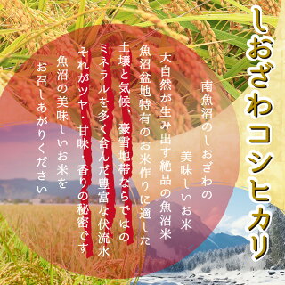 新米米 令和7年コシヒカリ 新潟県南魚沼しおざわ産 コシヒカリ玄米 20kg(10kg×2袋) 出荷当日精米 | 令和7年産 単一原料米 米おこめ お米 玄米 白米 20キロ 魚沼産 塩沢コシヒカリ100% 味自慢 格安送料無料 【12時までのご注文は当日出荷】